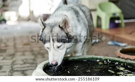 Siberian Husky dog drinking water