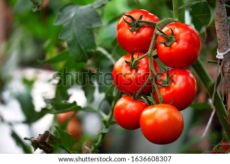 Similar – Foto Bild Tomatenpflanze