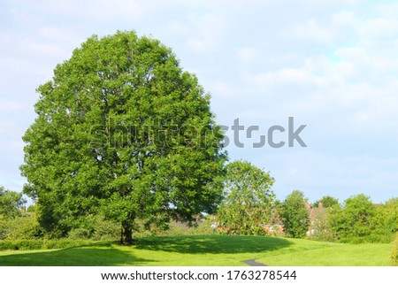 Similar – Image, Stock Photo Scenice view with trees, Bryce Canyon Utah USA