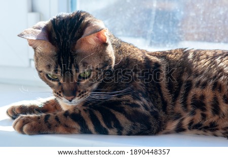 Bengal cat lies on the windowsill n a sunny day Foto stock © 