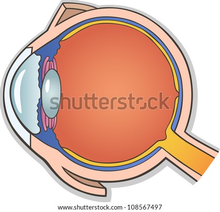 Medical Vector Illustration of Human Eye Ball Cross Section Foto d'archivio © 