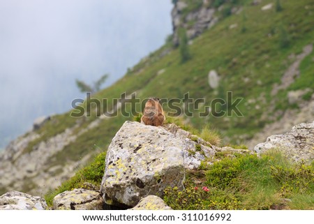 Close up of an alpine marmot along a trekking path, italian alps, mountain panorama