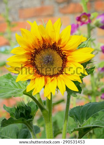 flower sunflower on green background in the garden the light of the sun