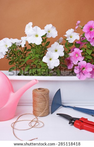 beautiful petunia flowers and garden accessories