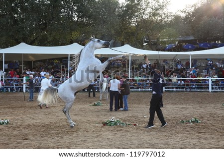 ALONIM, ISRAEL - OCTOBER 20: Handler shows off his fine Arabian horse during the 32nd National Arabian horse show and championship. 190 horses took part in Alonim, Israel, 20 October 2012