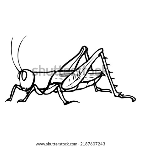 grasshopper outline illustration,isolated on white background,top view