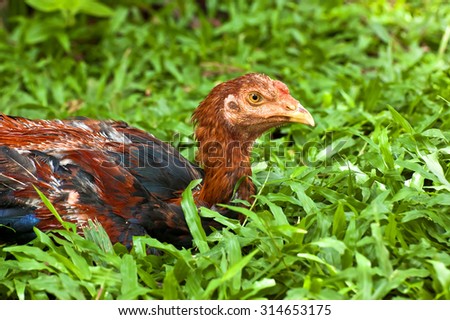 Gamecocks couch teen on the grass under a tree during the day to avoid the sun. A chicken breed in Thailand