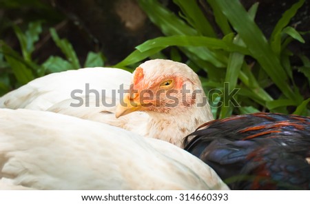 Chicken white couch teen on the grass under a tree during the day to avoid the sun. A chicken breed in Thailand