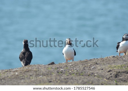 A close up of two atlantic puffins on the rocks of the Farne islands, North Sea, Northumberland coast Stok fotoğraf © 
