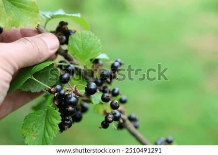 Similar – Image, Stock Photo Ripe black currants hanging on the bush