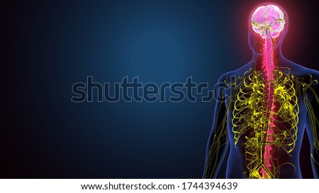 3d illustration of Human brain nervous system medical illustration diagram with parasympathetic and sympathetic nerves Сток-фото © 
