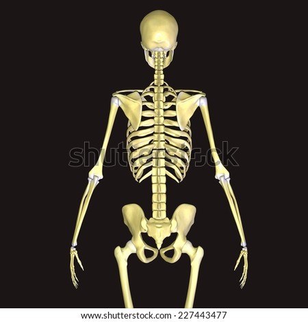 Skeleton Anatomy Stock Photo 227443477 : Shutterstock