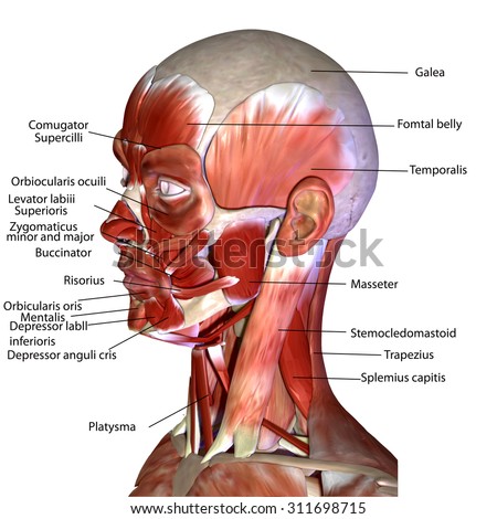 Human Face Muscles Stock Photo 311698715 : Shutterstock