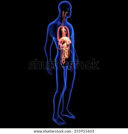 Human Anatomy Stock Photo 355955603 : Shutterstock