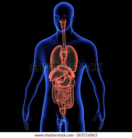 Human Digestive System Stock Photo 363516863 : Shutterstock