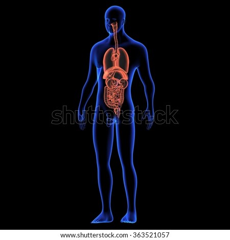 Human Body Stock Photo 363521057 : Shutterstock