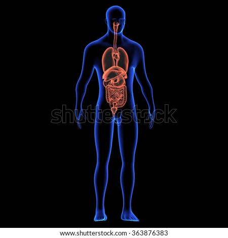 Human Body Organ Stock Photo 363876383 : Shutterstock