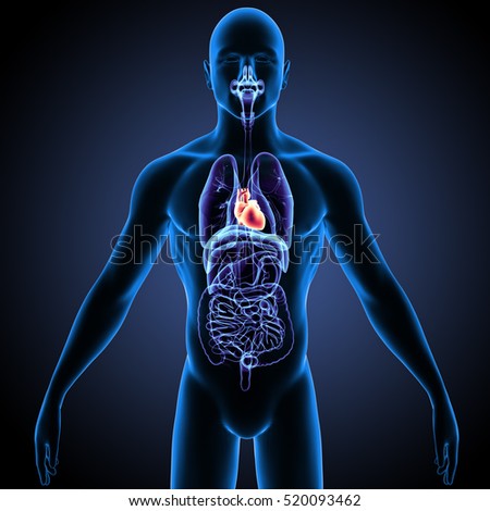 Medically Accurate Illustration Of The Human Organs - 520093462 ...