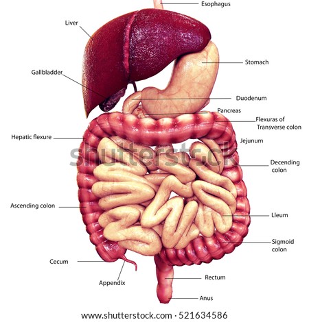 3d Illustration Digestion System - 521634586 : Shutterstock