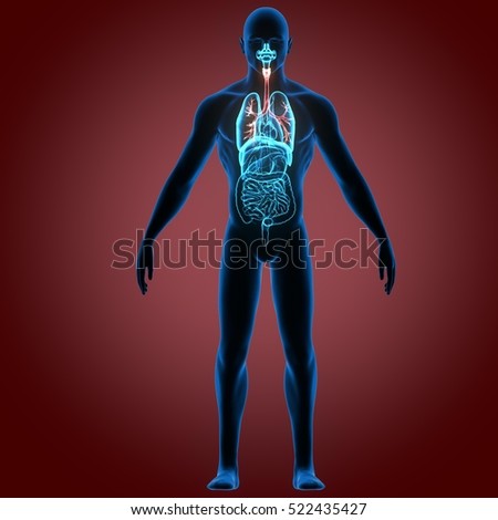 3d Illustration Human Body Organes - 522435427 : Shutterstock