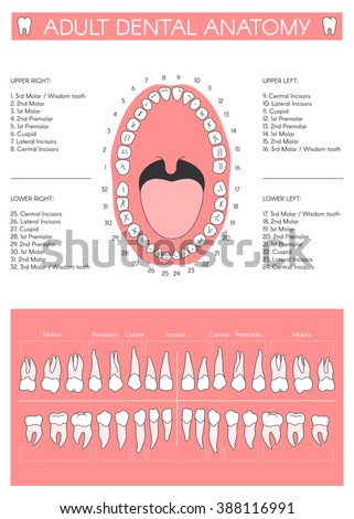 Adult Dental Chart. Diagram Of Human Teeth Numbering And Names. Vector ...