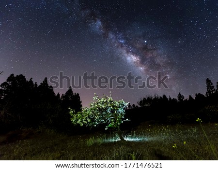 Foto Bild Baum unterm Sternenhimmel.