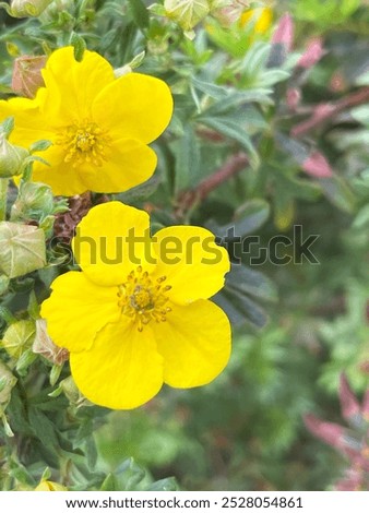 Similar – Image, Stock Photo Ranunculus bush or golden anemone with yellow flowers