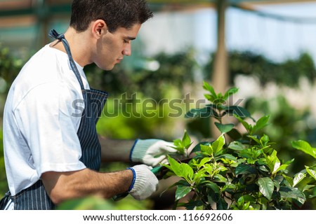 male gardener working in garden