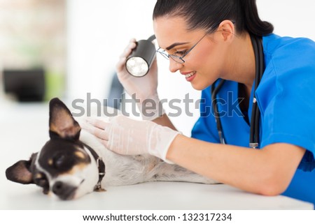 professional vet doctor examining pet dog skin with examining light Stock fotó © 
