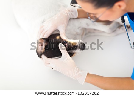 professional veterinary doctor examining pet dog eye under medical LED light Stock fotó © 