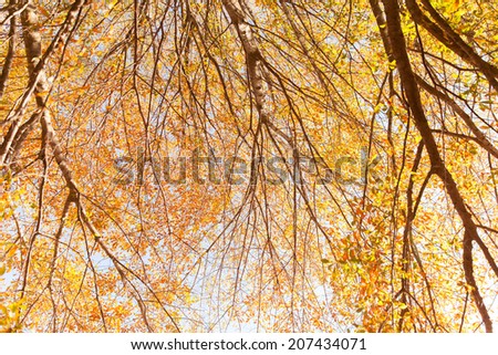 underneath view of colourful autumn trees