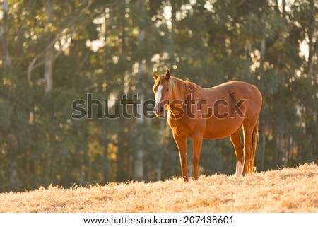 beautiful horse standing in the fall field