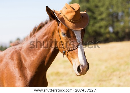 cute horse wearing a cowboy hat