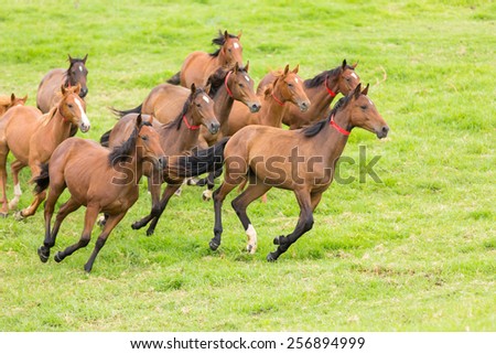 beautiful horse herd running on the field