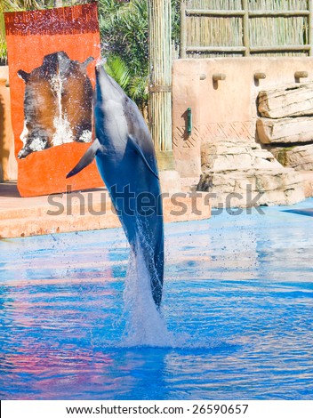 dolphin jump out of water
