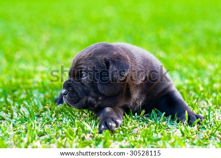 cute black chow puppy on green grass