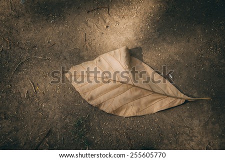 Dry leaf fall on the dry soil ground