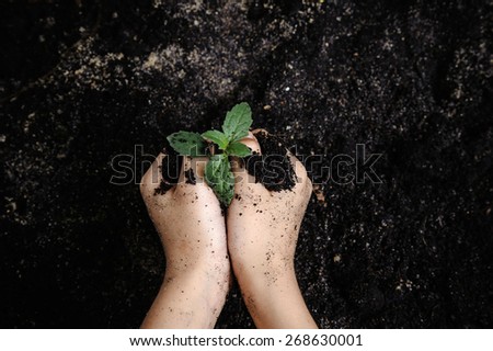 Seedling of young plant and soil in child hand protect