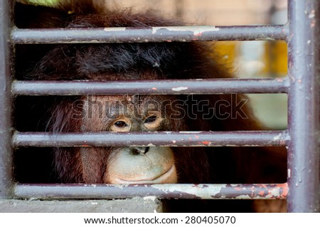 Lonely aged orangutan no freedom inside the cage