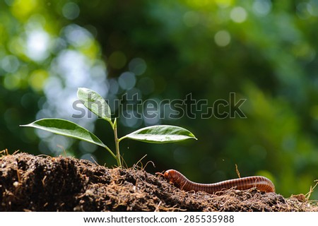 Thin focus on Millipede climb on soil with young seedling plant means a very fertile soil and good ecology system of area on green bokeh background. Earth day concept.