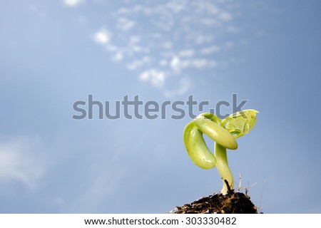 Close up Young red bean seedling growing on black fertile soil with dew from raining on under blue sky white cloud and sun. Earth day concept