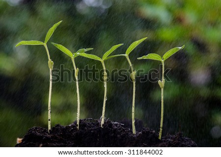 Close up young green gram seedling growing on fertile soil with dew from raining on green bokeh background. Earth day concept