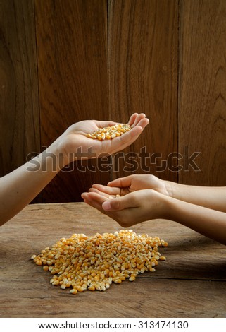 Close up yellow dry maize grain in child hand