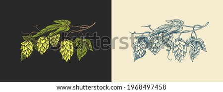 Hops and Barley. Malt Beer. Engraved vintage set. Hand drawn collection. Sketch for web or pub menu. Design elements isolated on white background.