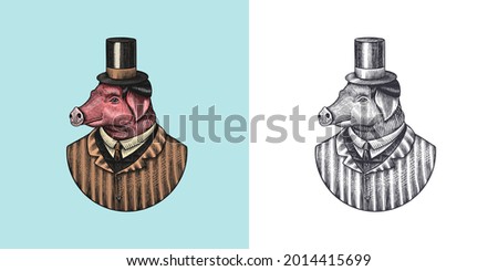 Pig character. Swine hairdresser. Fashionable animal, vitorian gentleman in a jacket. Hand drawn Engraved old monochrome sketch. Vector illustration for t-shirt, tattoo or badge or print.