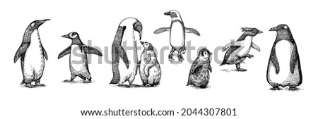 Emperor penguin colony. Adult with juveniles. Small family set. Vector graphics black and white drawing. Hand drawn sketch. Group of aquatic flightless birds. African and Gentoo and King chick