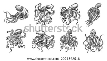 Sea octopus. Engraved hand drawn in old sketch, vintage creature. Nautical or marine, monster. Animal in the ocean. Template for logos, labels and emblems.