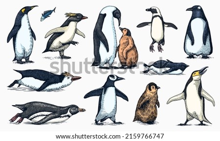 Emperor penguin and cute baby. Adult with juveniles. Small family set. Vector graphics black and white drawing. Hand drawn sketch. Group of aquatic flightless birds. African and Gentoo and King chick