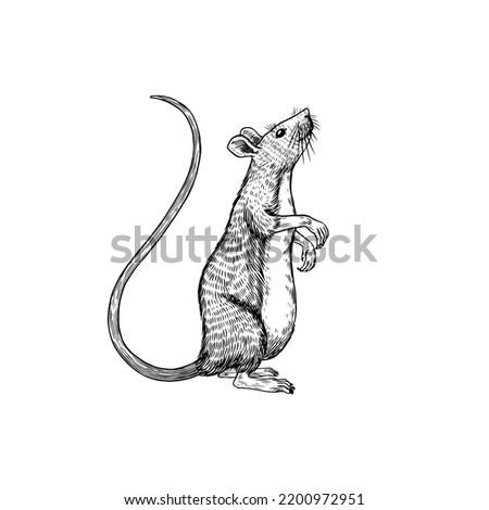 Rat or mouse. Graphic wild animal. Hand drawn vintage sketch. Engraved grunge elements.