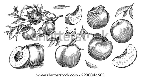 Peach and apricot in Vintage style. Slice and half and cut. Engraved Fruits. Hand drawn food. Vector illustration for farm market, menu, label. Organic product in ink and grunge style.